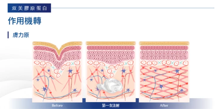 Sunmax Collagen 20260513 4